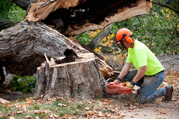 Best Hazardous Tree Removal  in North Haledon, NJ